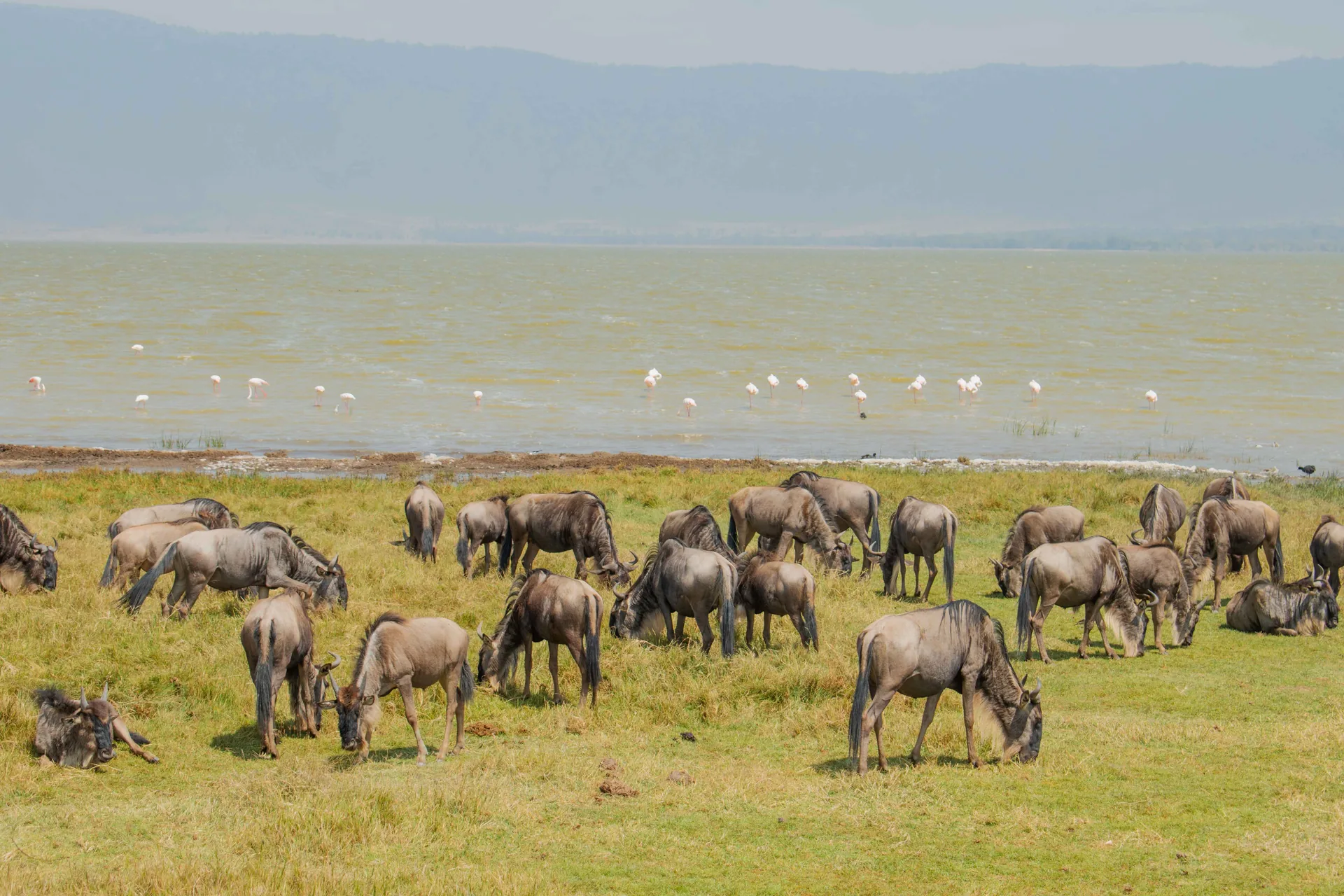 Ngorongoro Crater